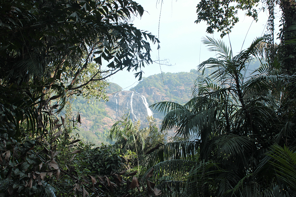 A view of Dudhsagar Falls cascading through lush greenery in Goa, India, framed by tropical plants.