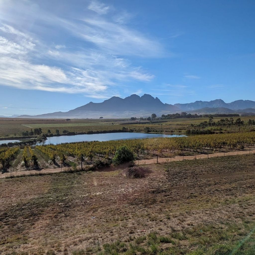 A scenic view of vineyards with a reflecting pond and mountains in the background under a blue sky.