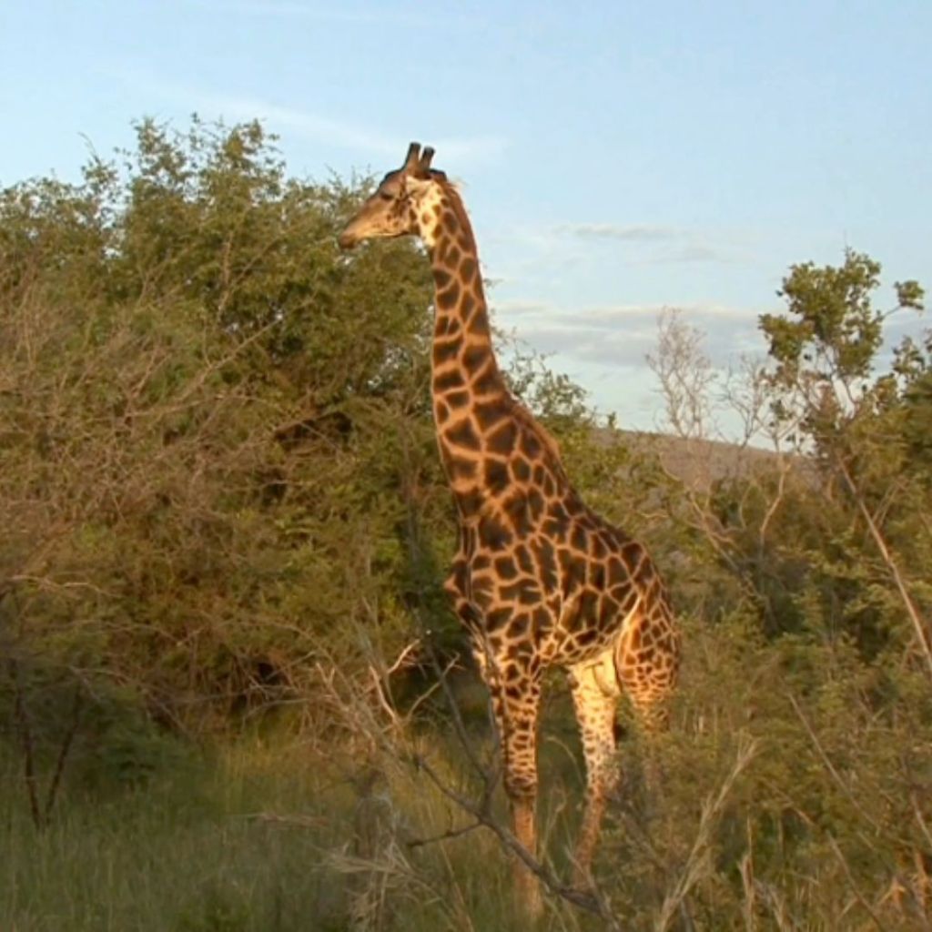 A giraffe standing among bushes in the African bushveld, bathed in soft morning light.