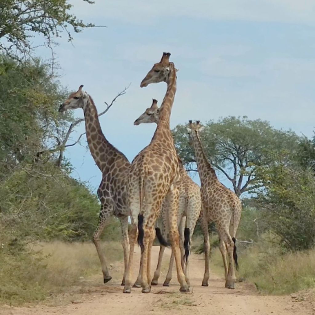Four giraffes standing on a dirt road in a grassy landscape, surrounded by trees under a clear blue sky.