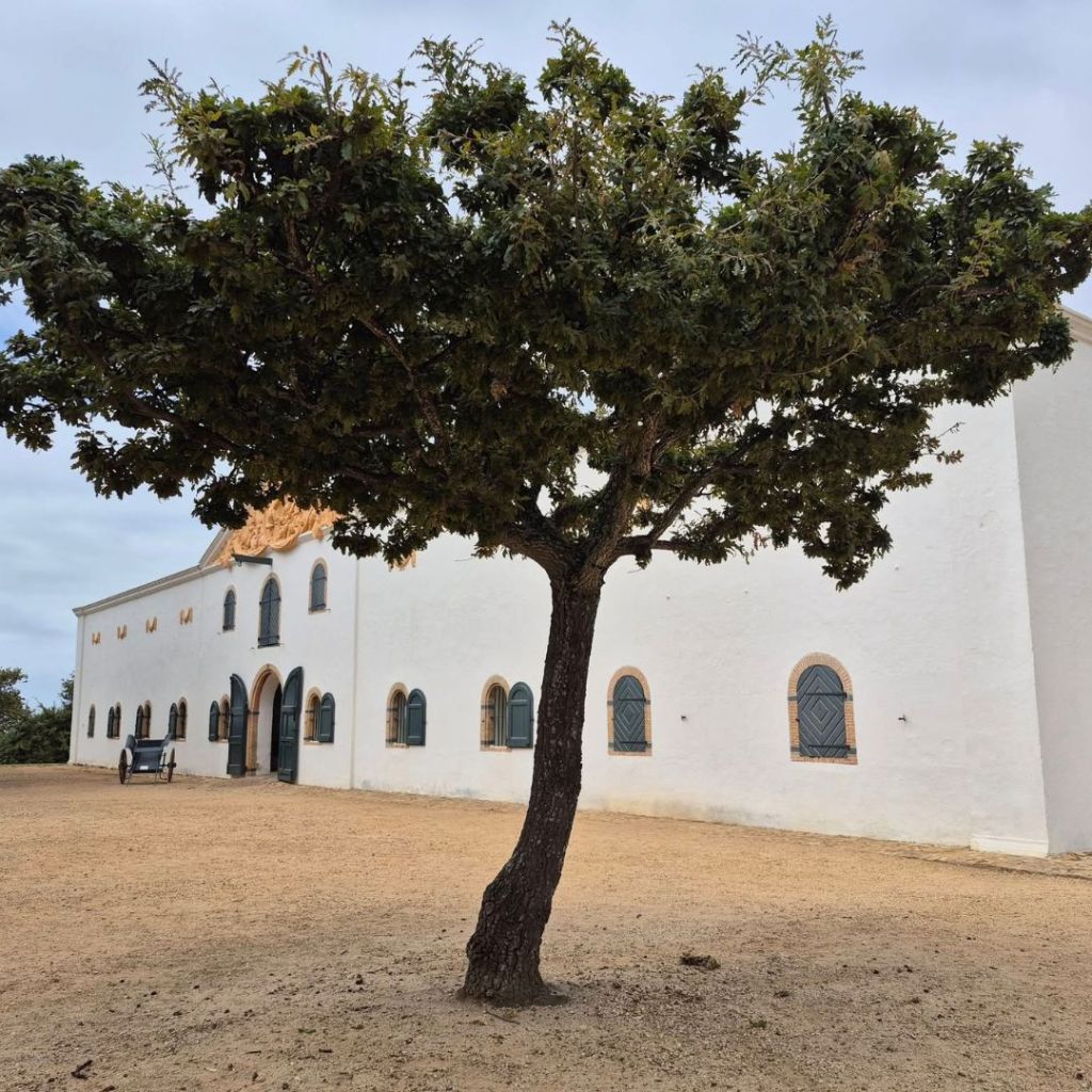 A solitary tree stands in front of Groot Constantia Manor House with arched doorways and green shutters, set against a cloudy sky.