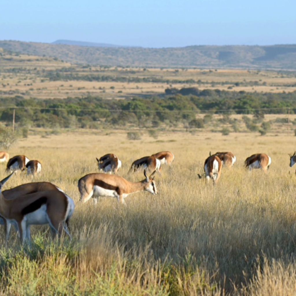 A herd of springbok grazing in a golden grassland under a clear blue sky, with rolling hills in the background.
