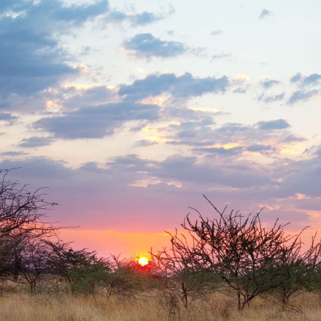 A breathtaking sunrise over the African bush, with a vibrant sky painted in pinks and purples, silhouetted trees and shrubs in the foreground.