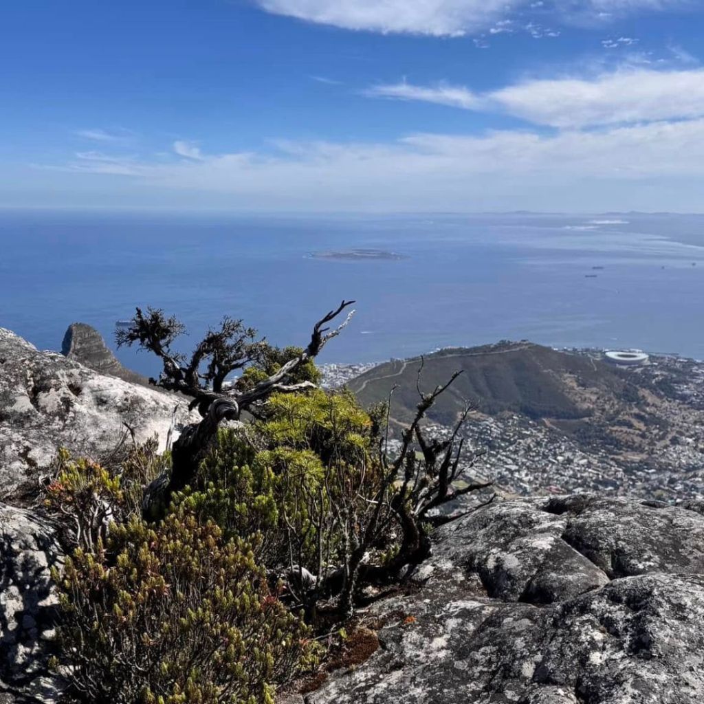 View from Table Mountain overlooking Cape Town and the Atlantic Ocean, featuring rocky terrain and sparse vegetation under a clear blue sky.