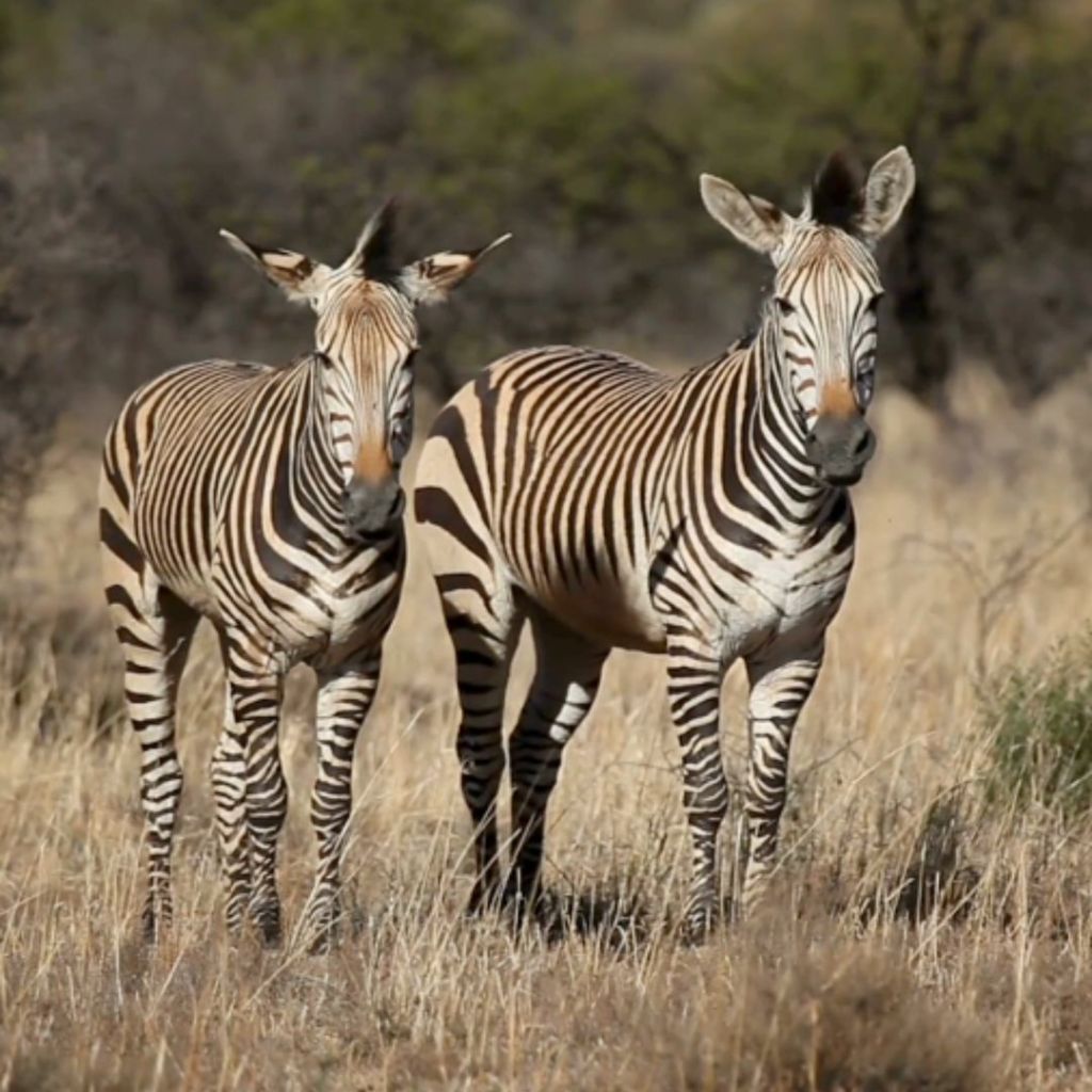 Two zebras standing in a golden grassy field, facing the camera with their distinctive black and white stripes.